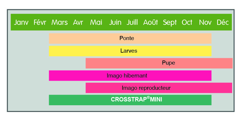 Feonología de Ips sexdentatus